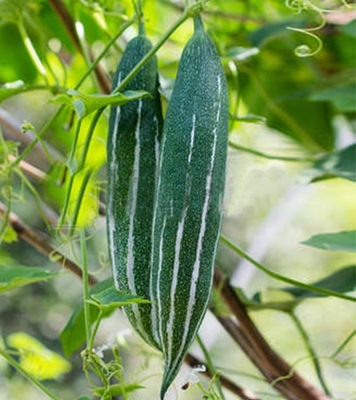 Buy vegetable-snake-gourd-1kg-65033 Online