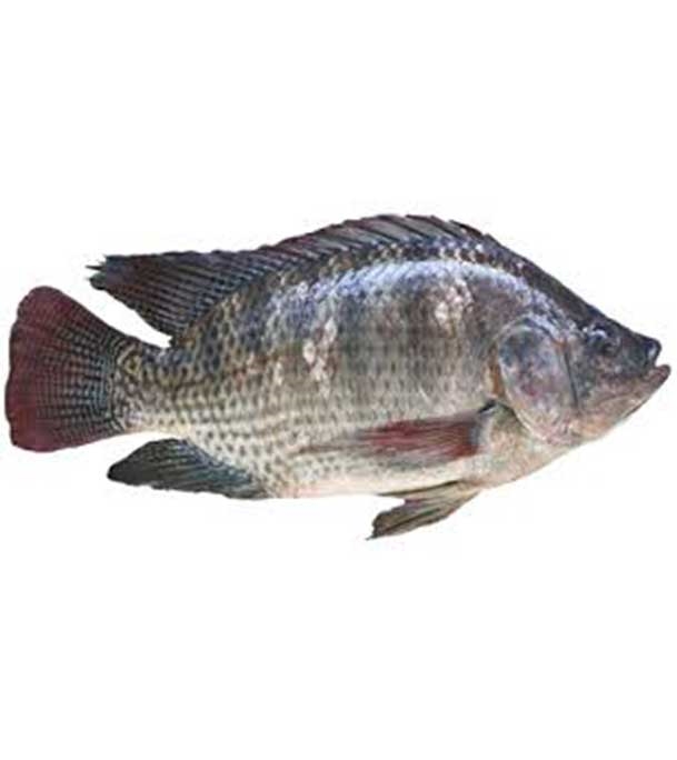 Buy Telapia Fish (তেলাপিয়া) Large 1kg Online