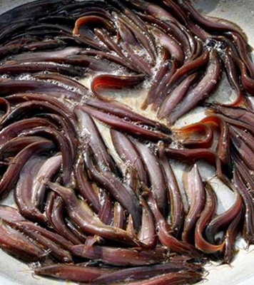 Buy Shing Fish (শিং) 1kg Online