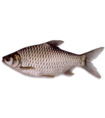Buy Olive Barb Fish (সরপুঁটি) 1kg Online