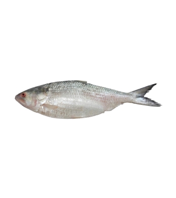 Picture of Hilsha Fish (ইলিশ) 500gm Plus