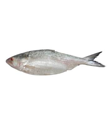 Picture of Hilsha Fish (ইলিশ) 600gm Plus