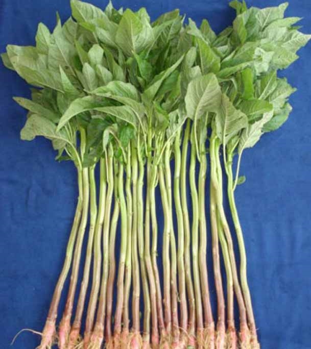 Picture of Vegetable Data Shak (ডাটাশাক) Per Bundle