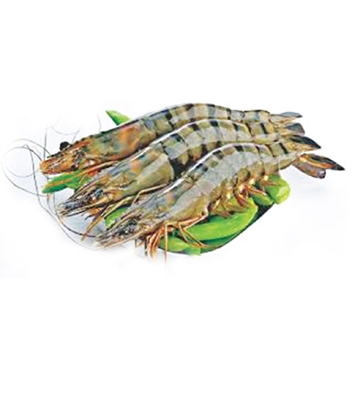 Buy Bagda Prawn Online