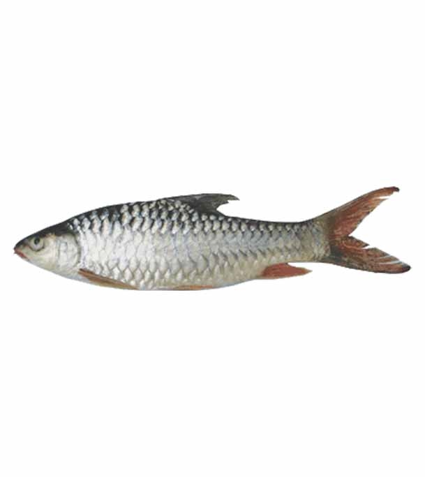 Buy Moha Shoil Fish 4kg+ Per Piece Online