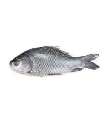 Buy katol-fish-15-2kg online