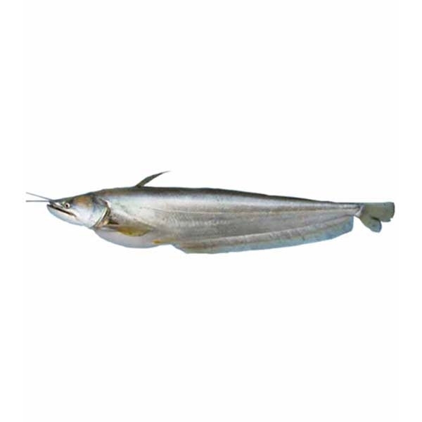 Buy Boal Fish 1 kg+ (Per PCS) Online
