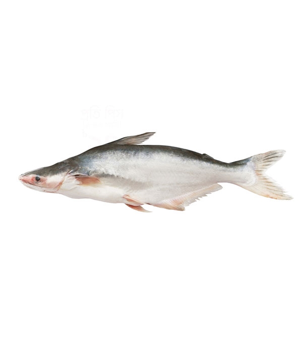 Buy Pangasius Fish (পাঙ্গাশ) 1-1.5kg Online