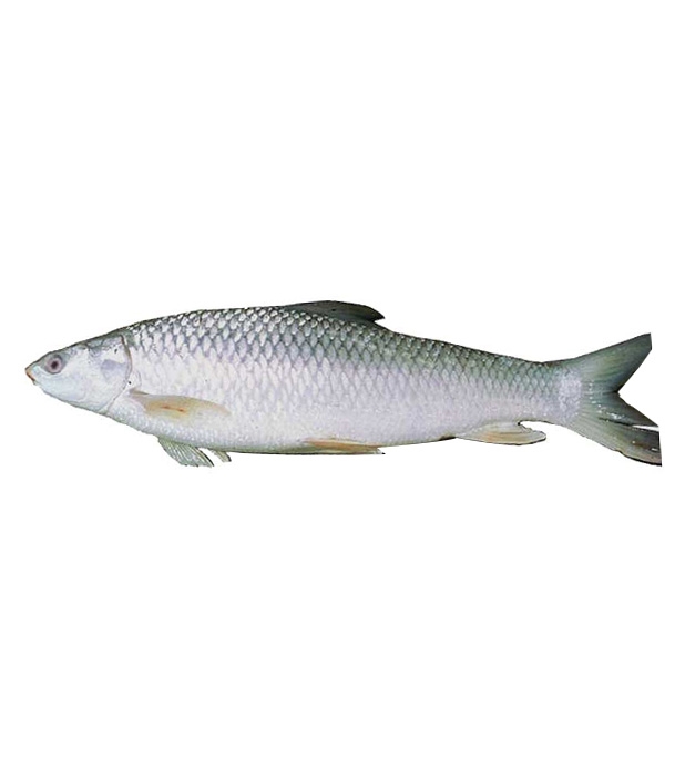 Buy Mrigel Fish 1kg-3kg Per Pc Online