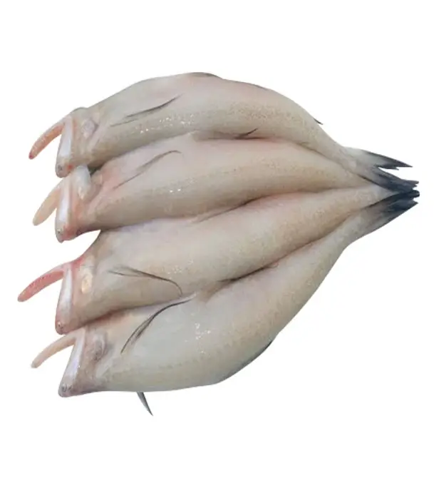 Picture of Loitta Fish 1kg