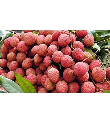 Buy Garden Fresh Lychee (Bombay) Online at Best Price