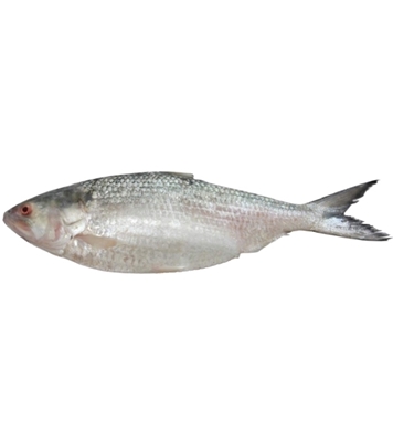 Buy Hilsha Fish 1100gm Plus Online at Best Price