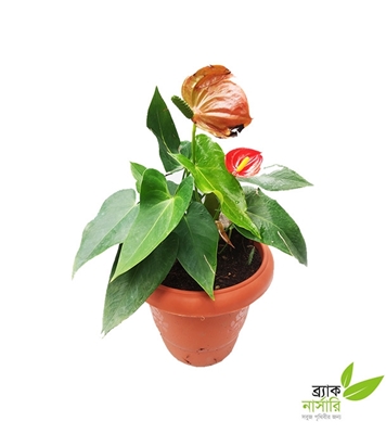 Buy Anthurium Online