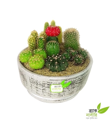 Buy Cactus Composit Online