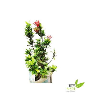 Buy Chinese Rangon Plant Online