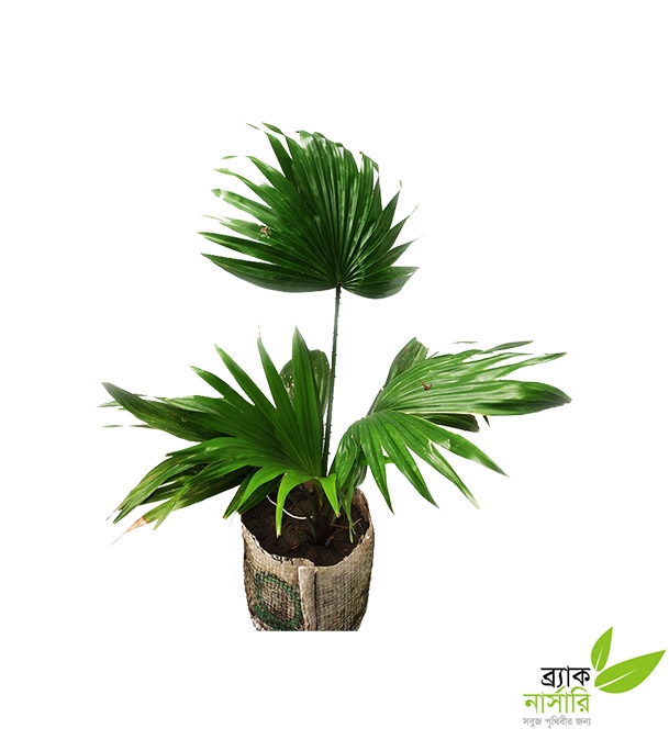 Buy Chinese Palm Online