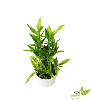 Buy Dracaena Design Online