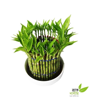 Buy Dracaena Design Many Plants Online