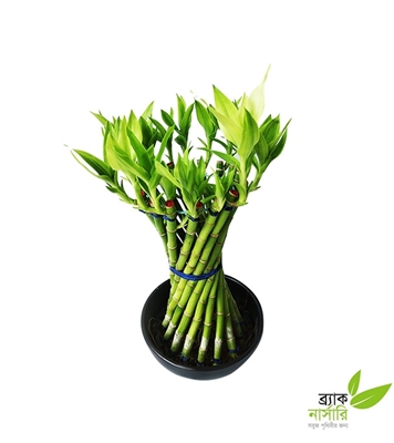Buy Dracaena Design Plant Online