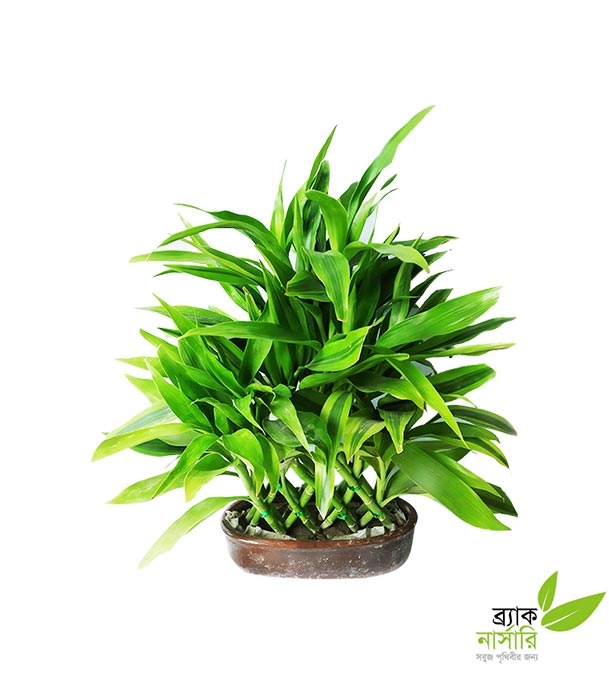 Buy Dracaena Design Plant Online