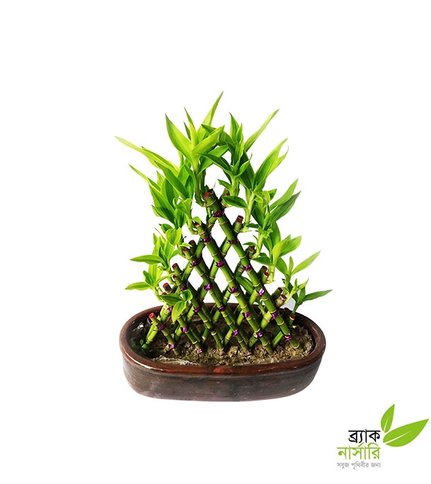 	Buy Dracaena Design Plant Online