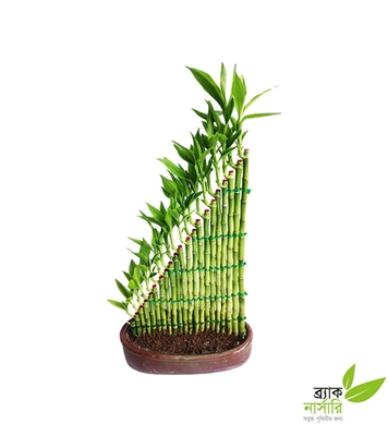 Buy Dracaena Design Plant Online