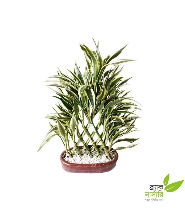 Buy Dracaena Design Plant Online