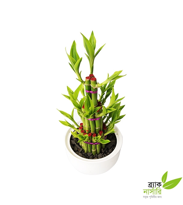 Buy Dracaena Design Plant Online
