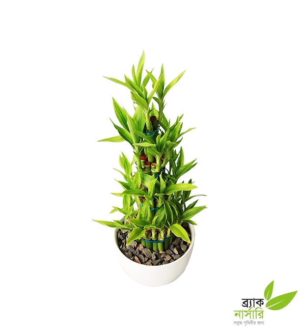 Buy Dracaena Design Plan Online