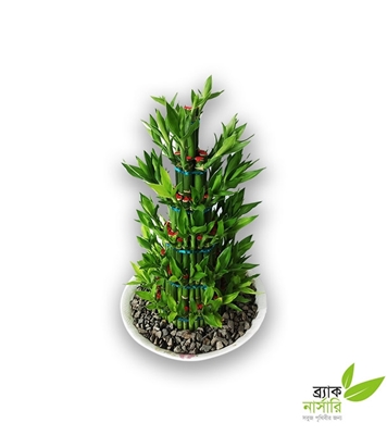 Buy Dracaena Design Plant Online