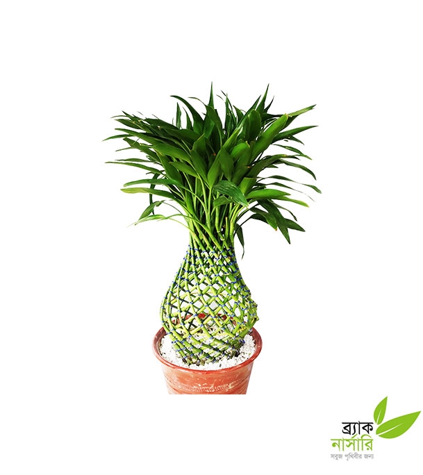 Buy Dracaena Design Plant Online