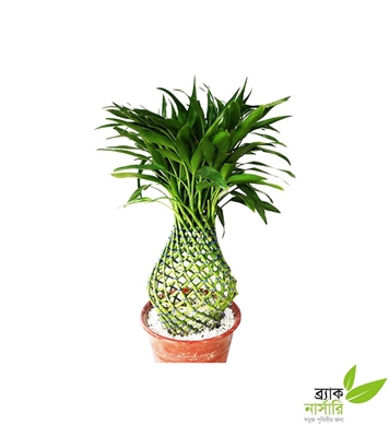 Buy Dracaena Design Plant Online