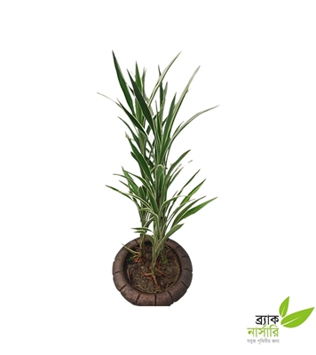 Buy Dracaena pot Plant Online