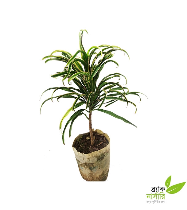 Buy Dracaena Plant Online