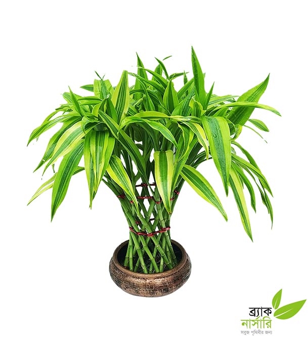 Buy Draceana Lucky Bamboo Plant Online