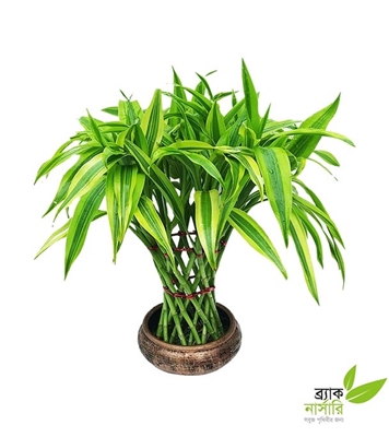 Buy Draceana Lucky Bamboo Plant Online