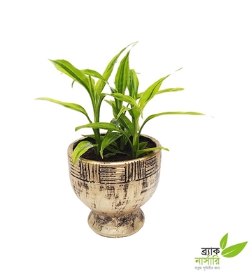 Buy Draceana Pot Plant Online