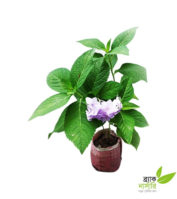 Buy Hydrangea Plant Online