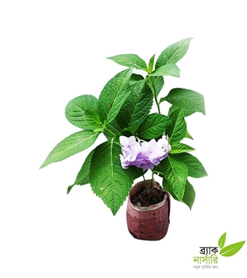 Buy Hydrangea Plant Online