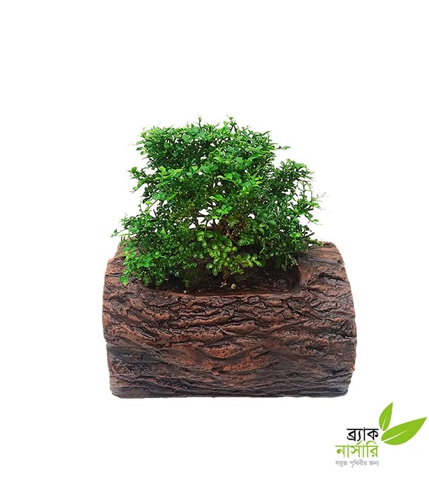 Buy Kamini Bonsai Plant Online