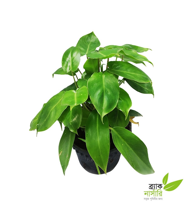 Buy Monstera Plant Online