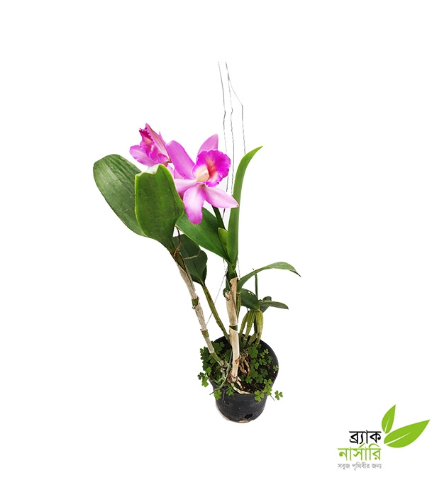 Buy Orchid Kattleya Plant Online