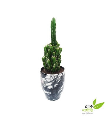 Buy Pagoda Cactus Plant Online
