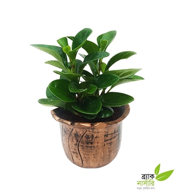 Buy Peperomia Plant Online