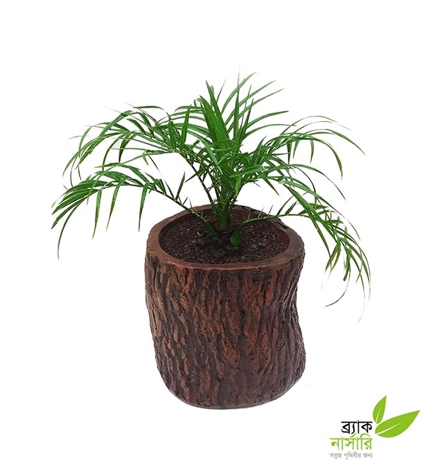 Buy Phonix Palm Plant Online