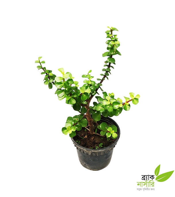Buy Z Plant plastic Pot Online
