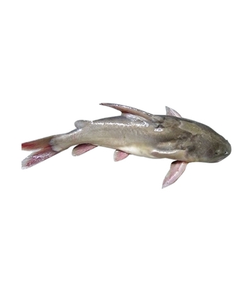 Buy Ritha Fish 1kg (River) Online