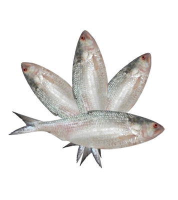 Buy Hilsha Fish (F) 900gm plus 4 Pcs Combo Online