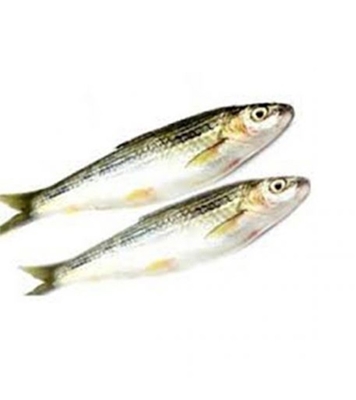 Buy Tatkini Fish 1KG Online