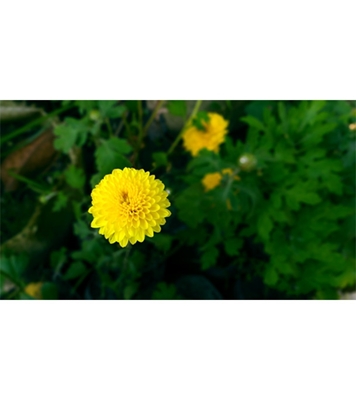 Buy Chandro Molika Flower Seed 25 pcs Online
